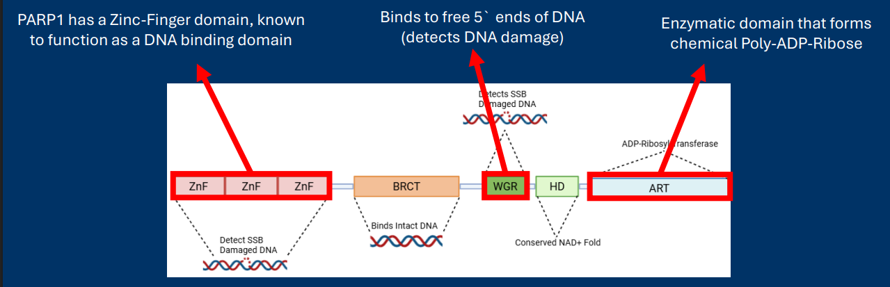 <p>PARP1 has a<u> Zinc-Finger domain</u>, known to function as a DNA binding domain</p><p>WGR Binds to free 5` ends of DNA (detects DNA damage)</p><p>ART Enzymatic domain that forms chemical Poly-ADP-Ribose</p><p></p><p>• A protein domain is a region of primary sequence that can stably fold into a structure with a specific function </p><p> • The function of protein domains can often be determined by comparison to other proteins with the same domain</p>