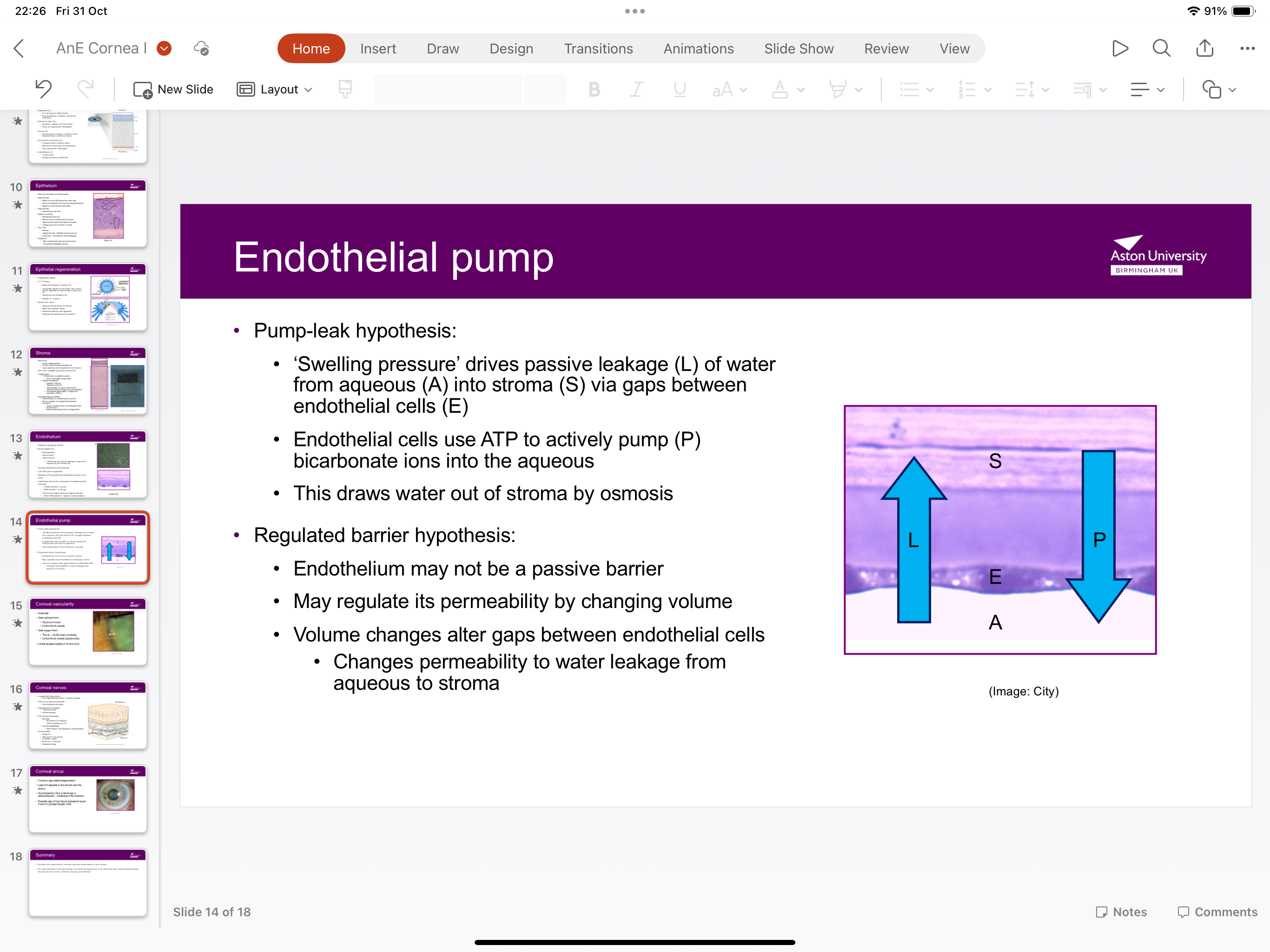 <p>Swelling pressure drives passive leakage of water from aqueous into stroma via gaps between endothelial cells as endothelial cells use ATPto actively pump bicarbonate ions into the aqueous, drawing water out the stroma by osmosis</p>