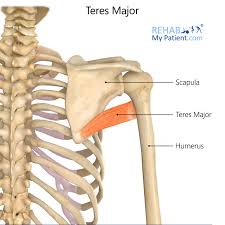 <p>origin: lateral border of scapula</p><p>insertion: intertubercular sulcus of humerus </p>