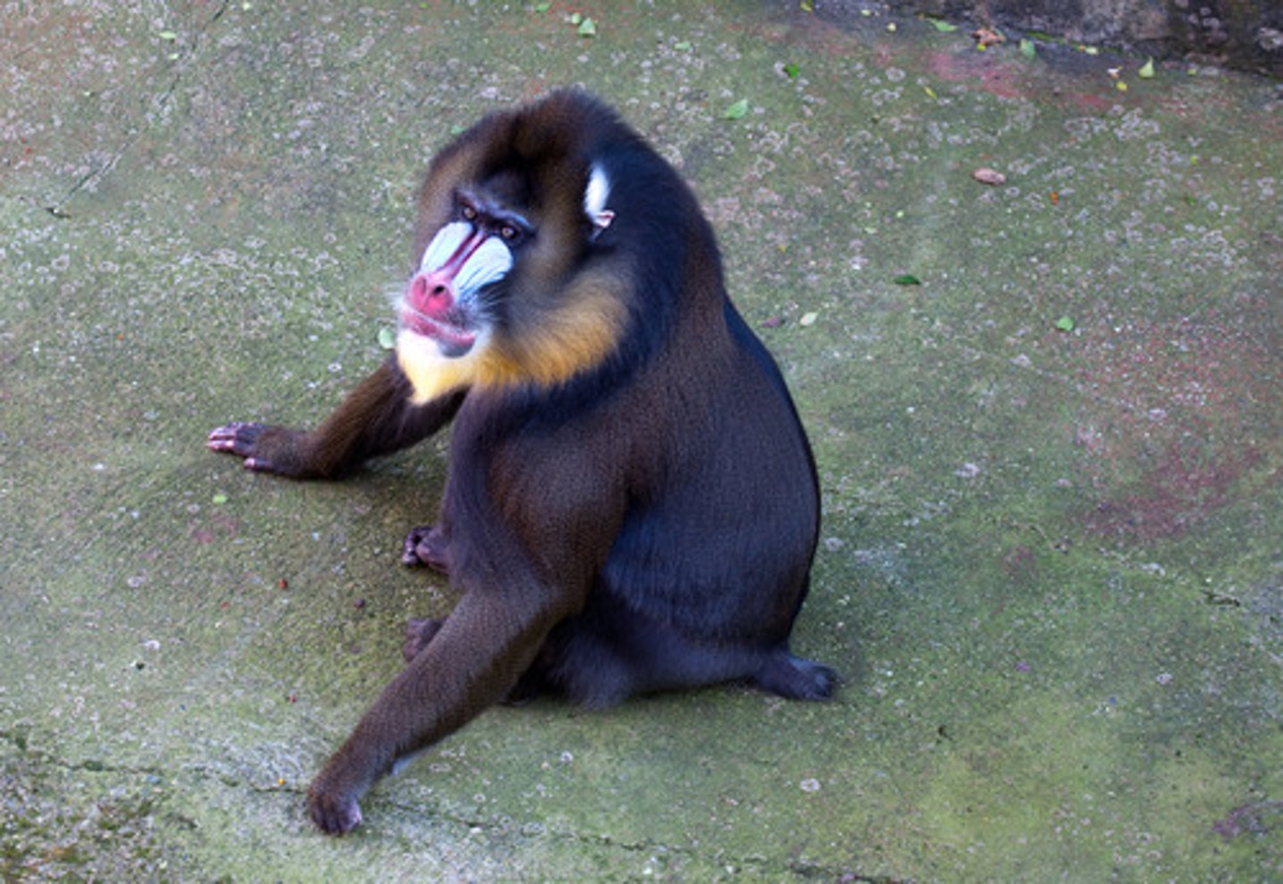 <p>Host - Mandrillus spp (mandrils) &amp; Chlorocebus aethiops (african green) </p><p>Reservoir - Sooty mangabey (Cercoebus atys)</p>
