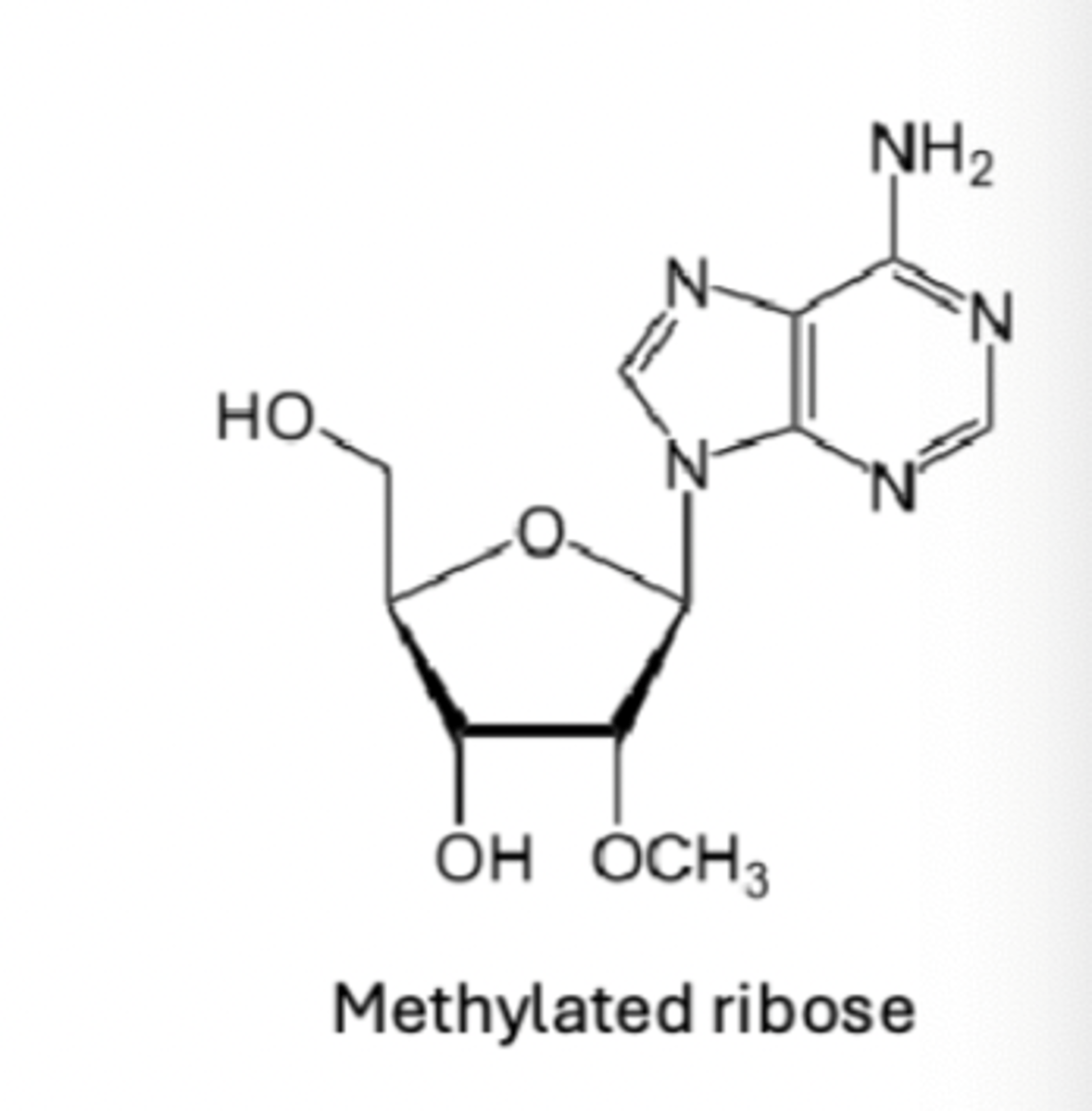 <p>following intron removal, eukaryotic transcripts selectively methylated for stability and recognition</p>
