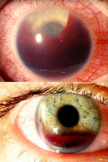 <p>identify </p>