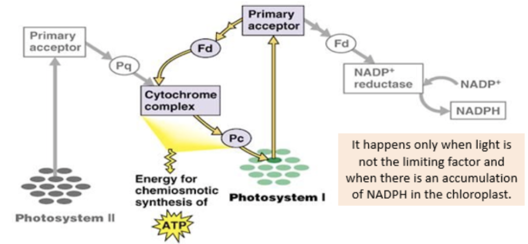 <ul><li><p>occurs when light is not the limiting factor - there is an accumulation of NADPH in the chloroplast</p></li><li><p>photoexcited electrons become cyclic, synthesize ATP more rapidly through chemiosmosis, but no NADPH</p></li></ul><p></p>
