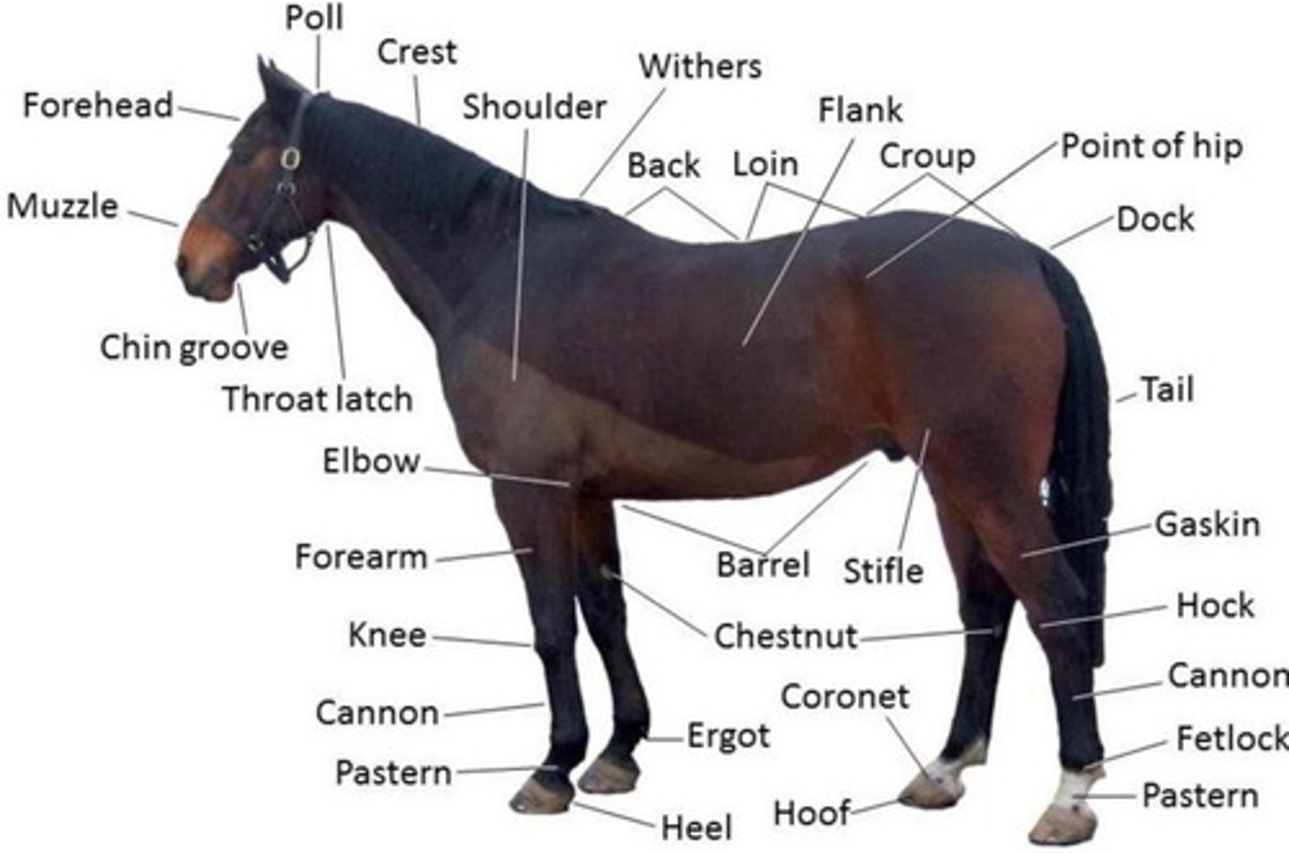 <p>The shoulder is located behind the neck and in front of the ribs.</p>