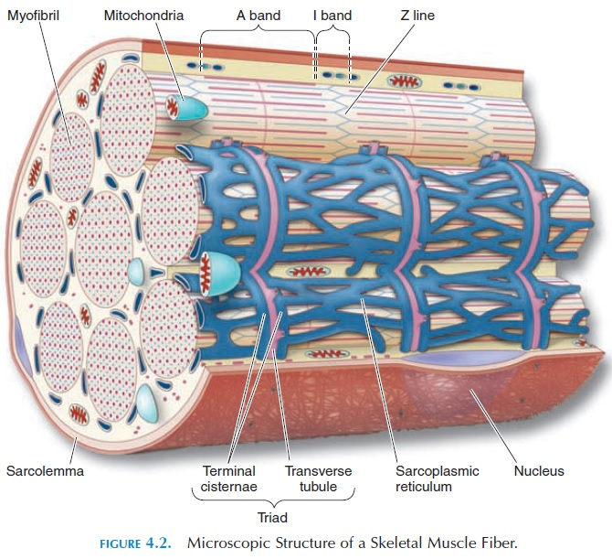 Ch 6 Muscle 2 (Microscopic Anatomy) Flashcards Knowt