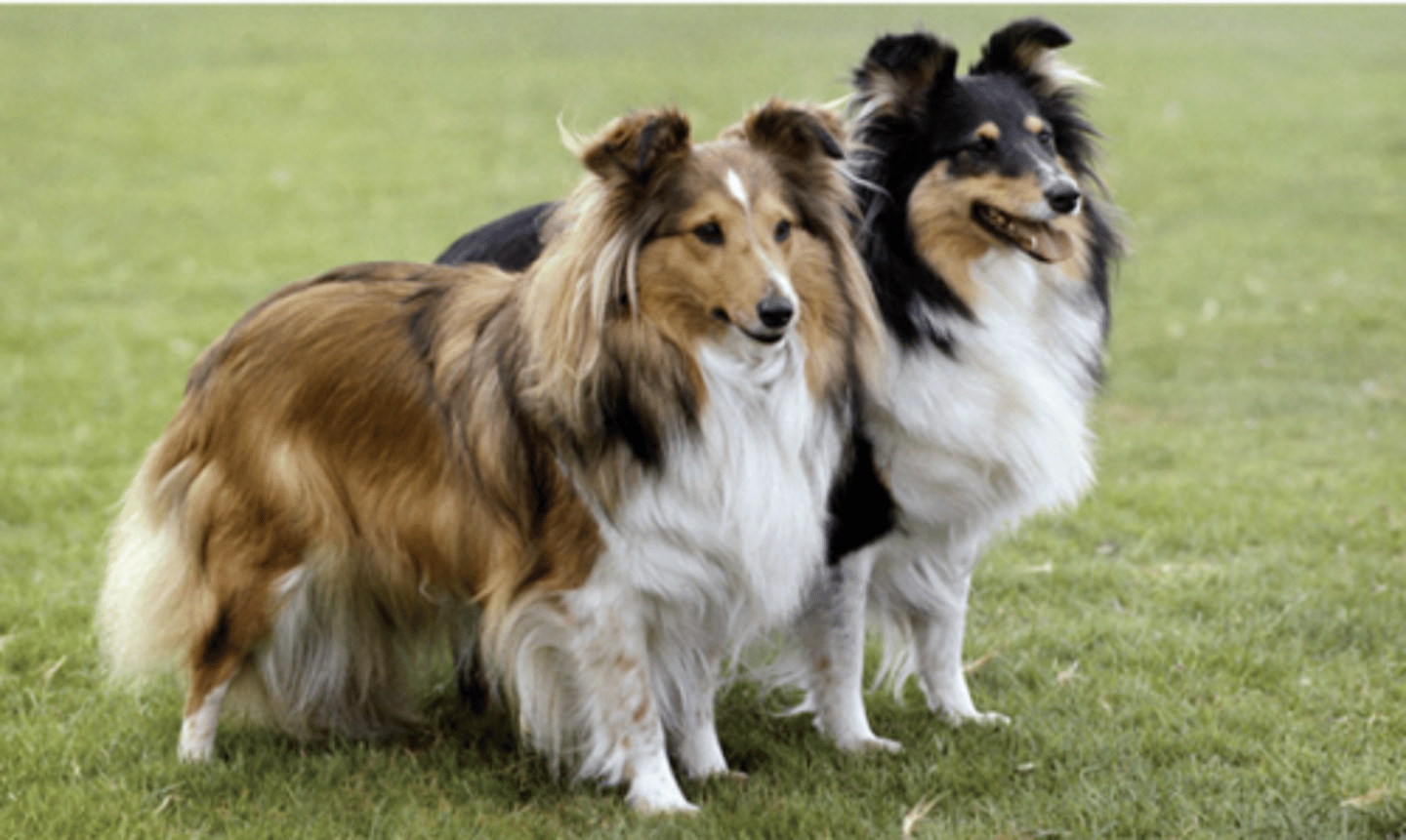 <p>FCI - 1, smaller and finer than Collies</p>