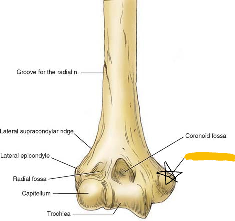 <p>part of humerus on distal and medial end, medial side of elbow (anterior view picture)</p>