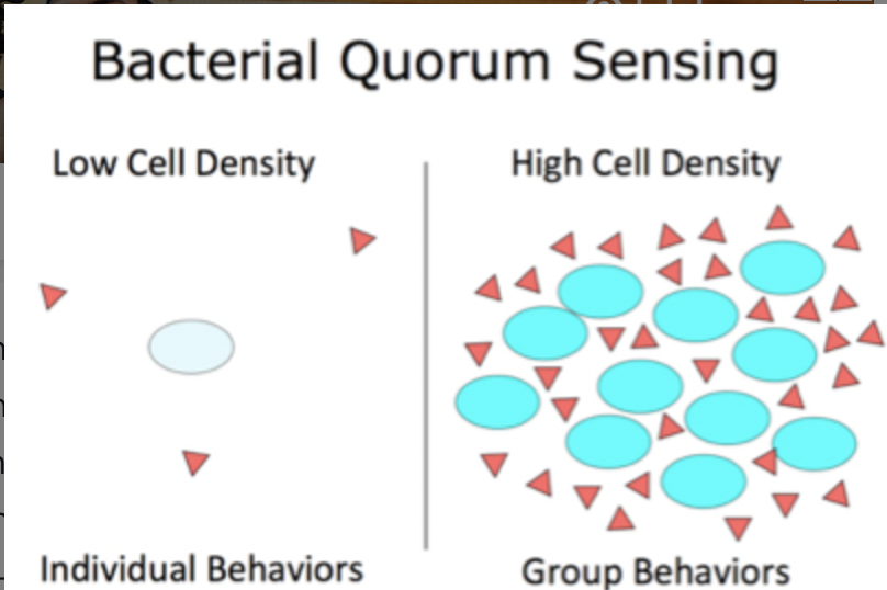 Regulation of gene expression in response to fluctuations in cell-population density
- Quorum-sensing bacteria produce and release chemical signal molecules (autoinducers) that increase in concentration as a function of cell density
- Gram-positive -\> small peptides
- Gram-negative -\> homoserine lactones
- Once a certain number of autoinducers is reached, they bind to receptors that regulate gene transcription
