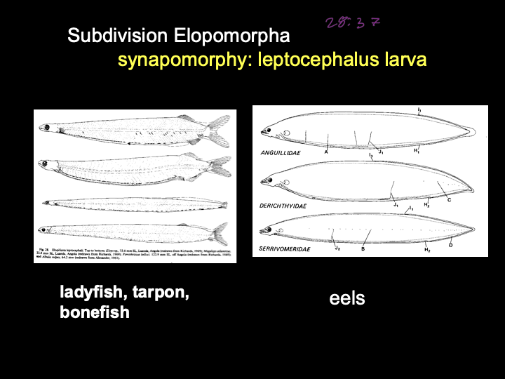<p>Leptocephalus larvae are transparent, ribbon-like, and distinct from typical fish larvae, highlighting an</p><p class="p1">evolutionary adaptation.</p><p></p><p>Elopomorpha have a unique larval stage called <strong>Leptocephalus larva</strong></p><ul><li><p>ladyfish (elops)</p></li><li><p><span>Tarpon</span></p></li><li><p>Bonefish</p></li><li><p>Eels (order anguilliformes)</p></li></ul><p></p>