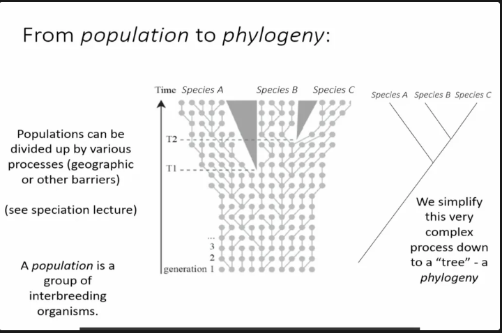 <p>that from gen 1 repoduciton happened and to a point speciation can occur interbreading with eatch oteher repoduing from gen to gen then isolated gene pools. this si called speciation.</p><p>zooming out is phylogyiny showed on the right(not looking at specific genes).</p><p>branching points is speciation points.</p><p>it is a proposal/hypothsis of what had happened.</p><p>their is also room for improvement for phyloginy.</p><p>want to get closer and closer.</p><p>What order speciation occured.</p><p>need to be replicatable and testable.</p><p>measure the amount of valid using real data.</p>