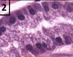 <p>zymogenic cells</p><ul><li><p>produce inactive pepsinogen</p></li><li><p>converted to active enzyme pepsin for protein digestion by HCl</p></li></ul><p></p>