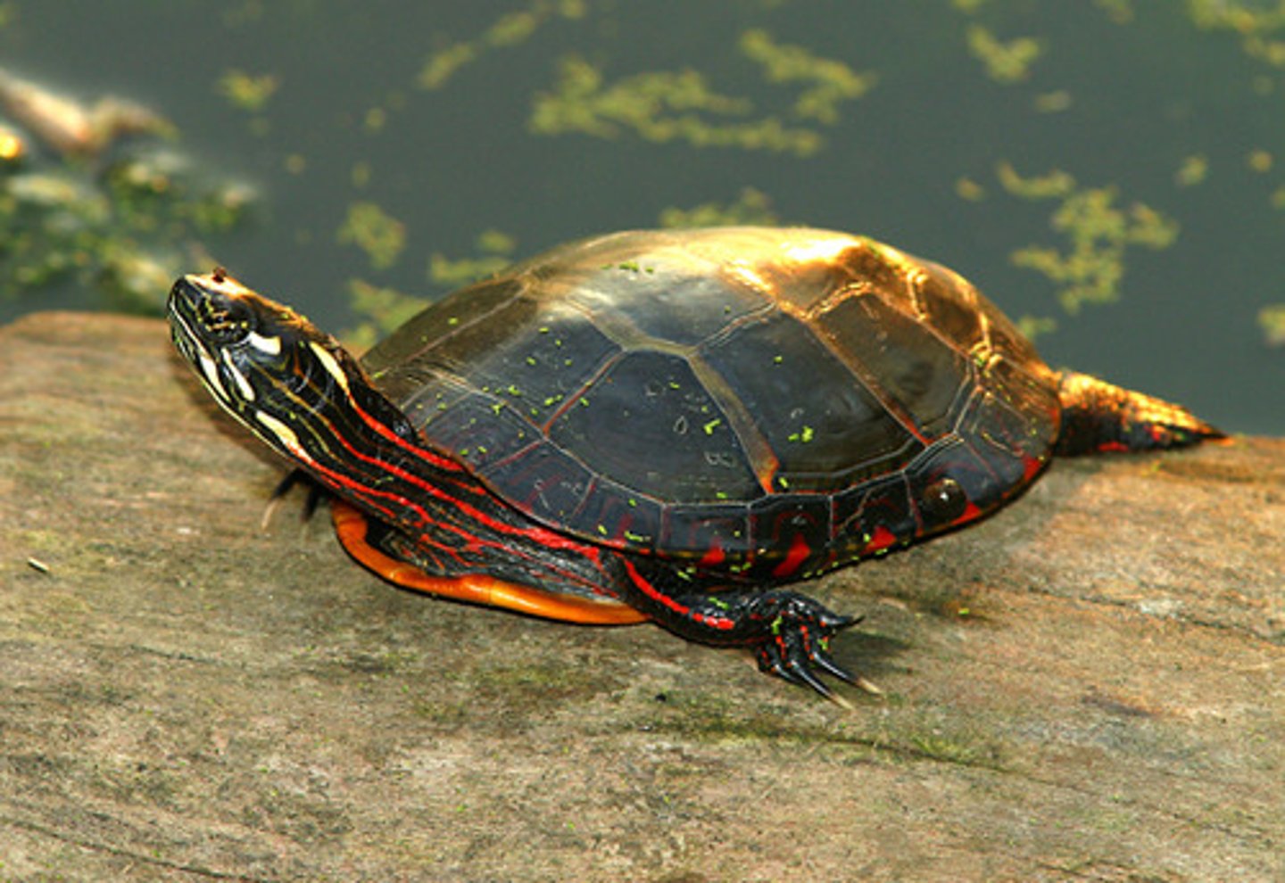 <p>Pond and Box Turtles</p>