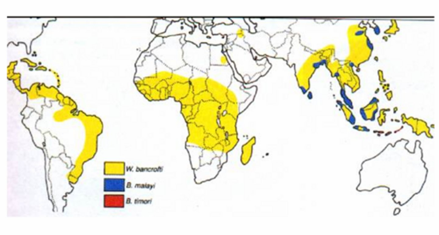 <p>Brugia species restricted to Southeast Asia &amp; Indian subcontinent</p>