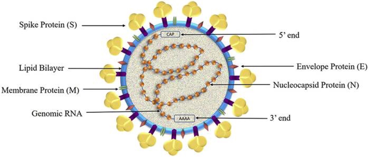 <p>envelope, membrane, spike, and nucleocapsid</p>