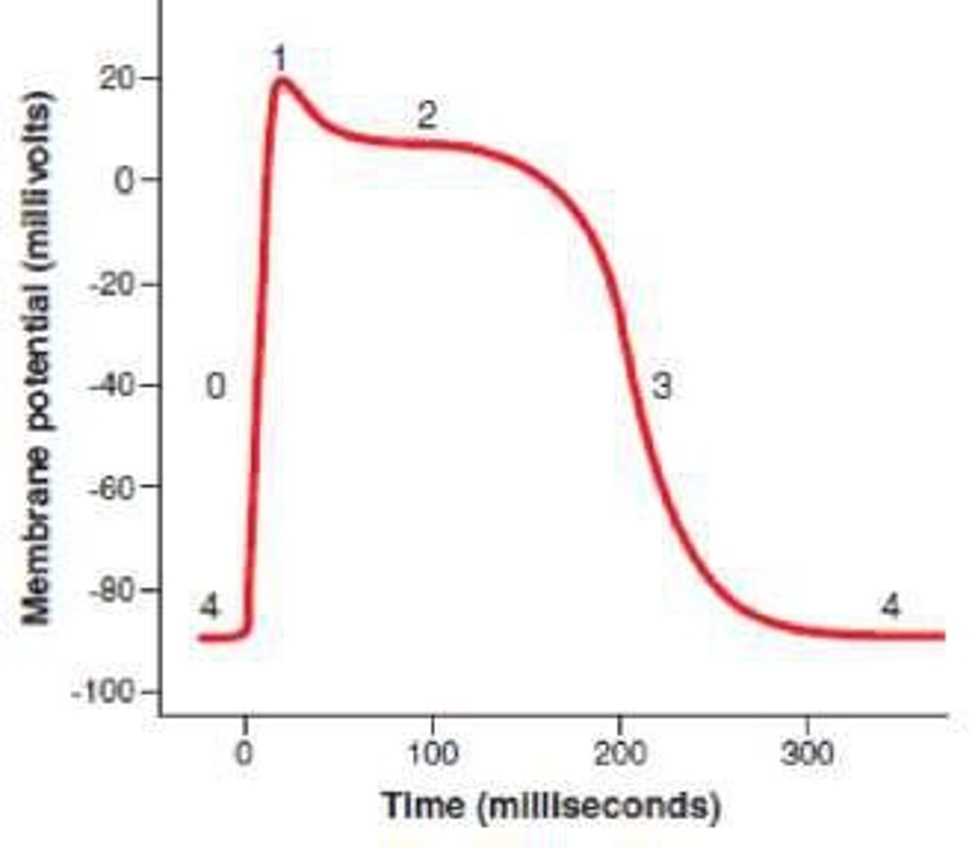 <p>Fast sodium channels open, causing depolarization and making the membrane potential more positive.</p>
