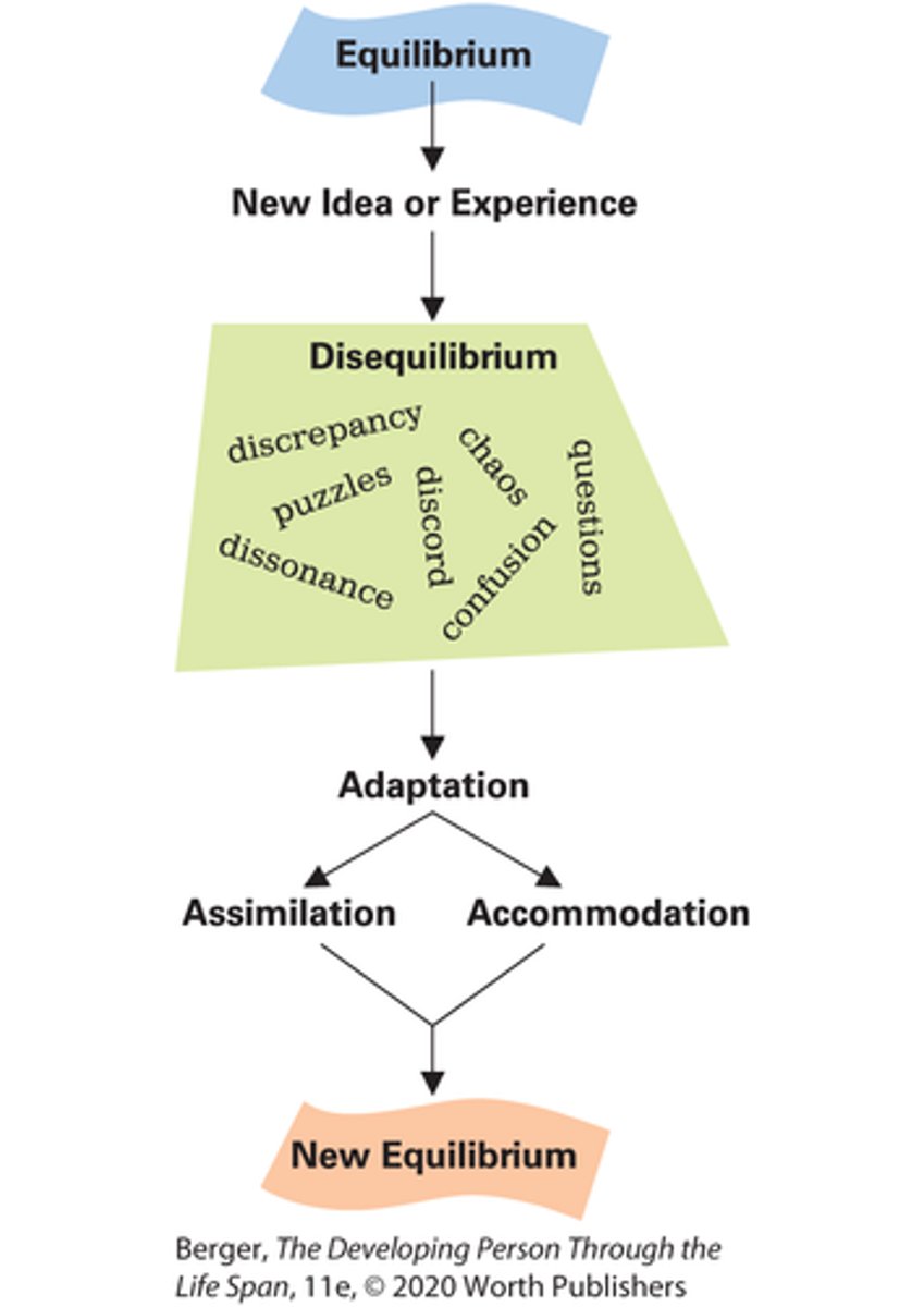 <p>Schemas: The basic building blocks of knowledge; mental models used to organize and interpret information.</p><p>Equilibrium: A state of balance where a person’s existing schemas can explain new, incoming information.</p><p>Disequilibrium: A state of cognitive conflict, confusion, or "unpleasantness" that occurs when new information cannot be understood through existing schemas (which motivates individuals to adjust their thinking through accommodation to regain equilibrium).</p>