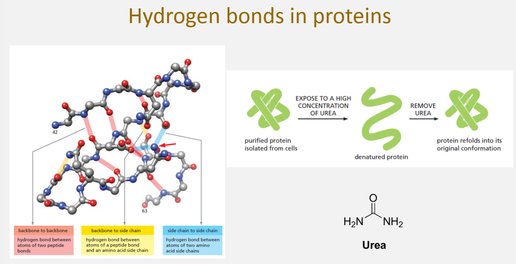 <p> </p><ul><li><p><strong>Backbone to backbone</strong> (pink): hydrogen bonds between atoms of two peptide bonds</p></li><li><p><strong>Backbone to side chain</strong> (yellow): hydrogen bonds between a peptide bond atom and an amino acid side chain<strong>Side chain to side chain</strong> (blue): hydrogen bonds between atoms of two amino acid side chains</p></li></ul><ul><li><p>These bonds stabilize secondary and tertiary protein structures</p></li></ul><p>Urea denaturation</p><ul><li><p><strong>Purified protein isolated from cells</strong> → normally folded with correct hydrogen bonds</p></li></ul><ul><li><p><strong>Expose to high concentration of urea</strong> → protein becomes <strong>denatured</strong> (unfolded) because urea disrupts hydrogen bonds</p></li><li><p><strong>Remove urea</strong> → protein can refold into its original conformation (renaturation) because the sequence of amino acids (primary structure) contains all the information needed for correct folding</p></li></ul><p>Urea can form hydrogen bonds with polar groups in the protein, competing with the protein’s internal hydrogen bonds and leading to unfolding.</p><p> </p><p> </p><ul><li><p>Urea denatures proteins by interfering with these hydrogen bonds, but removal of urea allows the protein to refold correctly</p></li></ul><p></p>