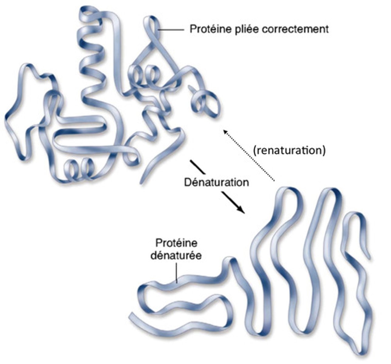 <p>La protéine reprend sa forme après avoir été dénaturée (rare)</p>
