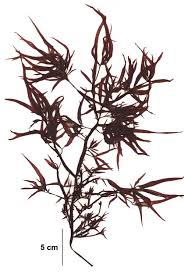 <p>smells like bleach, pyramidal shape due to pinnate proliferation of branches, found in all zones with differing morphologies</p>