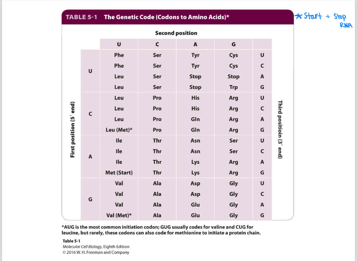 Week 2 (Cell Biology Part I) Flashcards Knowt
