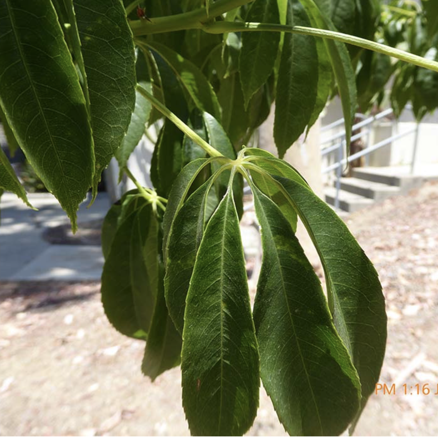 <p><em>Ceiba speciosa</em><span> </span></p>