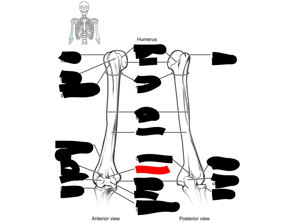 <p>humerus</p>
