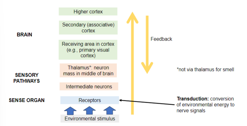 <p>environmental stimulus → sense organ → sensory pathways → brain</p>