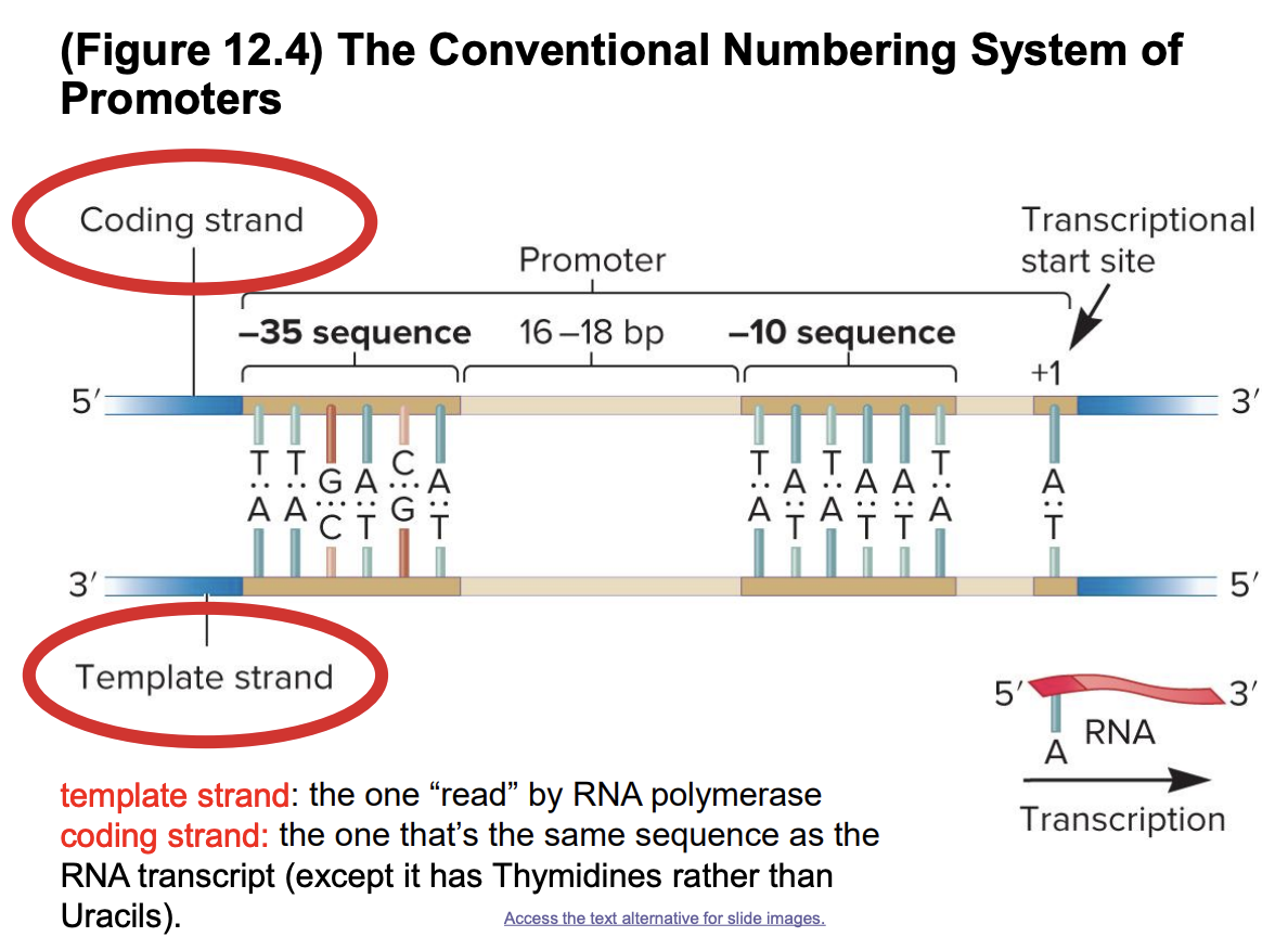 <ul><li><p>the one “read” by RNA polymerase to synthesize a complementary RNA molecule</p></li></ul><p></p>