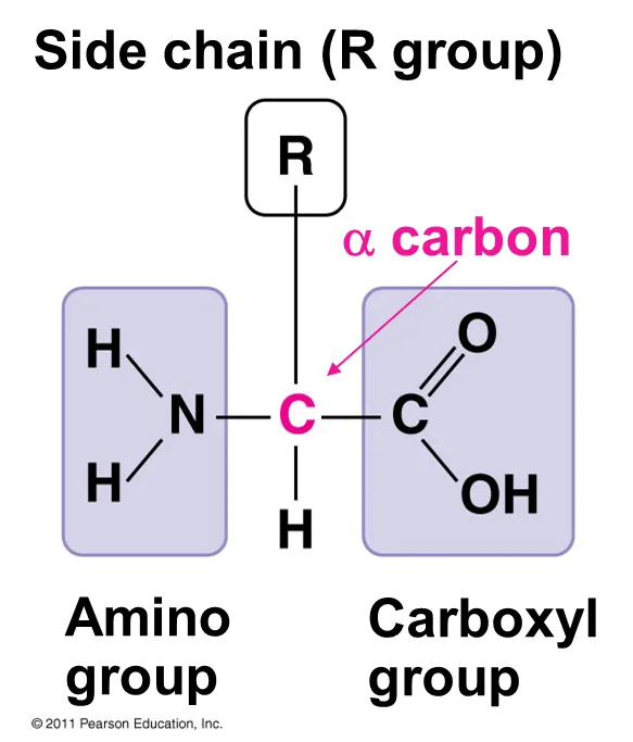 <ul><li><p>Each amino acid has a central carbon atom (the alpha carbon) to which are attached</p><ul><li><p>A hydrogen atom</p></li><li><p>An amine group –NH2</p></li><li><p>A carboxylic acid group&nbsp; –COOH</p></li><li><p>And one of 20 different types of –<em>R</em> (remainder) groups</p></li></ul></li><li><p>There are 20 different standard amino acids that make up proteins (There are some rare non-standard amino acids in various organisms.)</p><ul><li><p>Amino acids differ in their properties according to their particular R group (side chains)</p></li></ul></li></ul><p></p>
