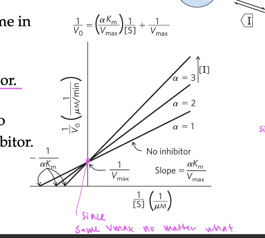 <ul><li><p>slope (Km/Vmax) incr as [I] incr</p></li><li><p>intercept on x-axis (-1/Km) changes to show an increased Km when the inhibitor is present</p></li><li><p>the Vmax remains unchanged</p></li><li><p>slope incr as [I] incr</p></li></ul><p></p>