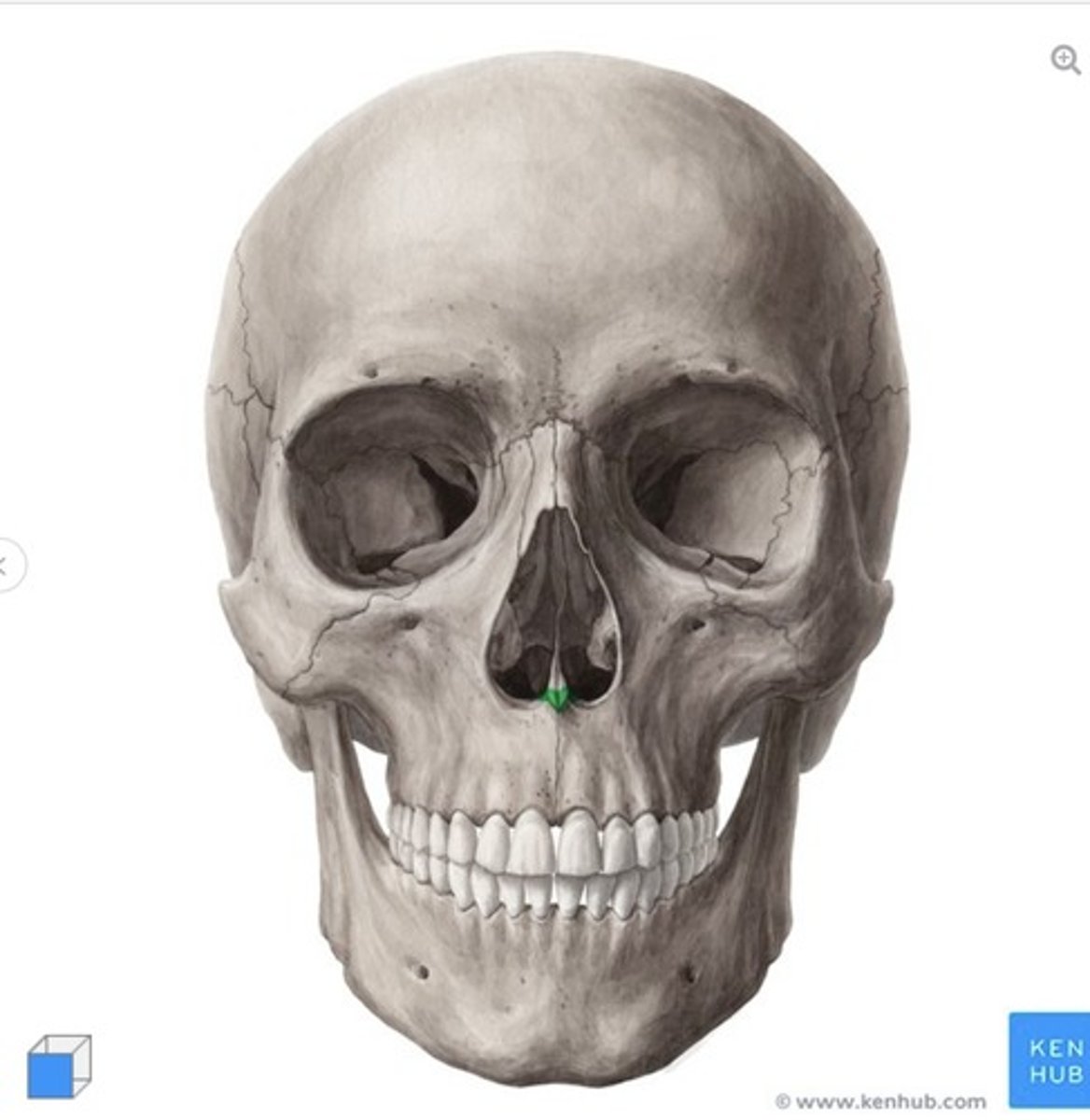 <p>what is this called and what bone is it on?</p>