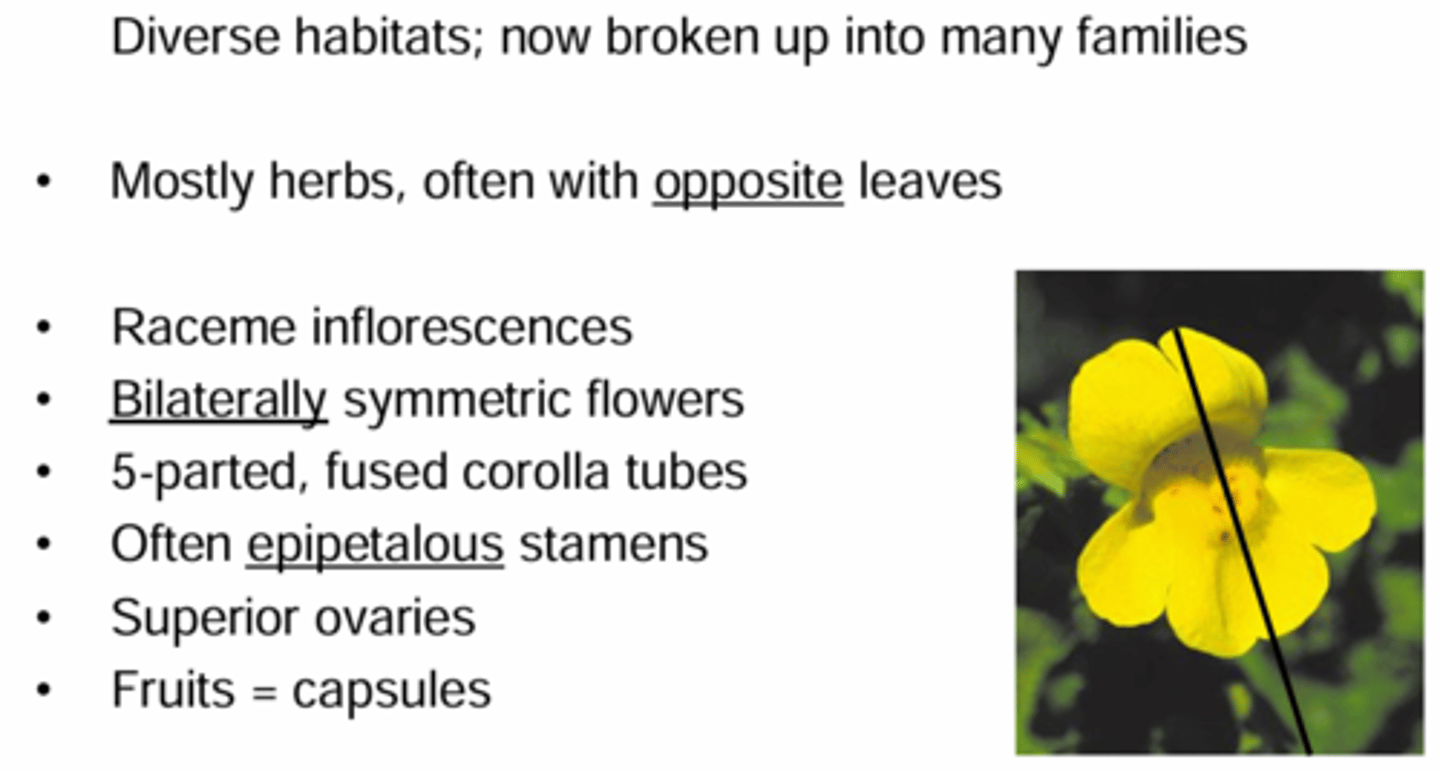 <p>What former family has these characteristics? </p><p>What genera used to belong in this family?</p><p>1) Opposite Leaves </p><p>2) Bilateral Flowers </p><p>3) Racemes </p><p>4) Fruit = Capsules </p><p>Often Epipetalous Stamens </p>