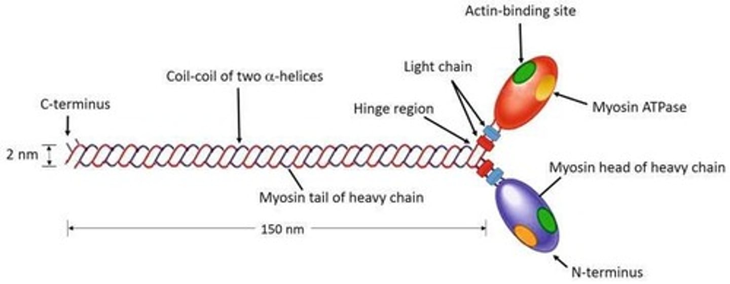 <p>Myosin ATPase.</p>