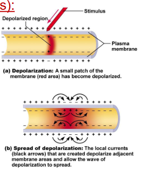 <ul><li><p>they move passively down electrochemical gradients, unlike charges attract, creating current flow that spreads depolarization or hyperpolarization to adjacent membrane areas </p></li></ul><p></p>