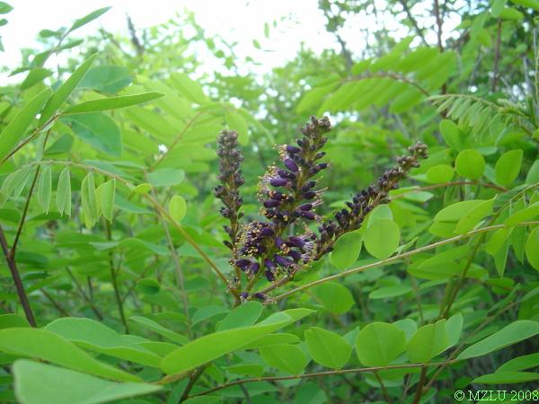 <p><span><em>Amorpha fruticosa</em></span></p>