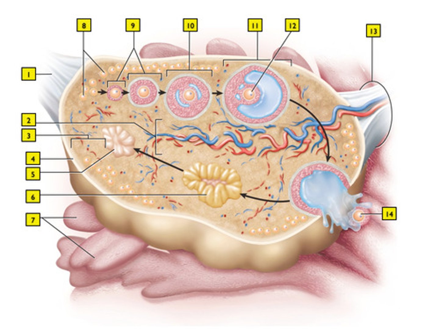 <p>they mature into primary follicles with a primary oocyte (#9)</p><p>because of increase levels of FSH</p>