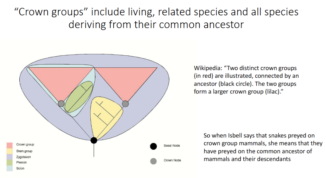 <ul><li><p><strong>Crown group mammals</strong>: all living mammals + their common ancestor.</p></li><li><p>Snakes preyed on the <strong>crown group ancestor to make the ancestor fear snakes</strong>, influencing <strong>all descendants to fear snakes</strong>.</p></li></ul><p></p>