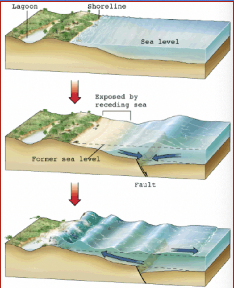 As the tsunami impacts land, waves can reach heights of dozens of meters 

\
The wave speed at this time can be up to 50km/h making them impossible to outrun

\
During some Tsunamis, the water first recedes from the shore and exposes the seafloor