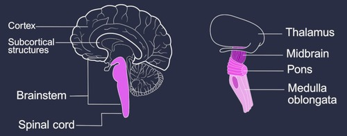 <p>it connects the brain to the spinal cord and regulates movement and autonomic functions like breathing and heart rate.</p>