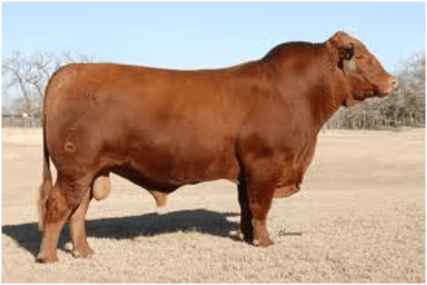 <p>American Beef Breed</p><p>Produced by mating black angus cows and gray brahman bulls.</p><p>Always red.</p>