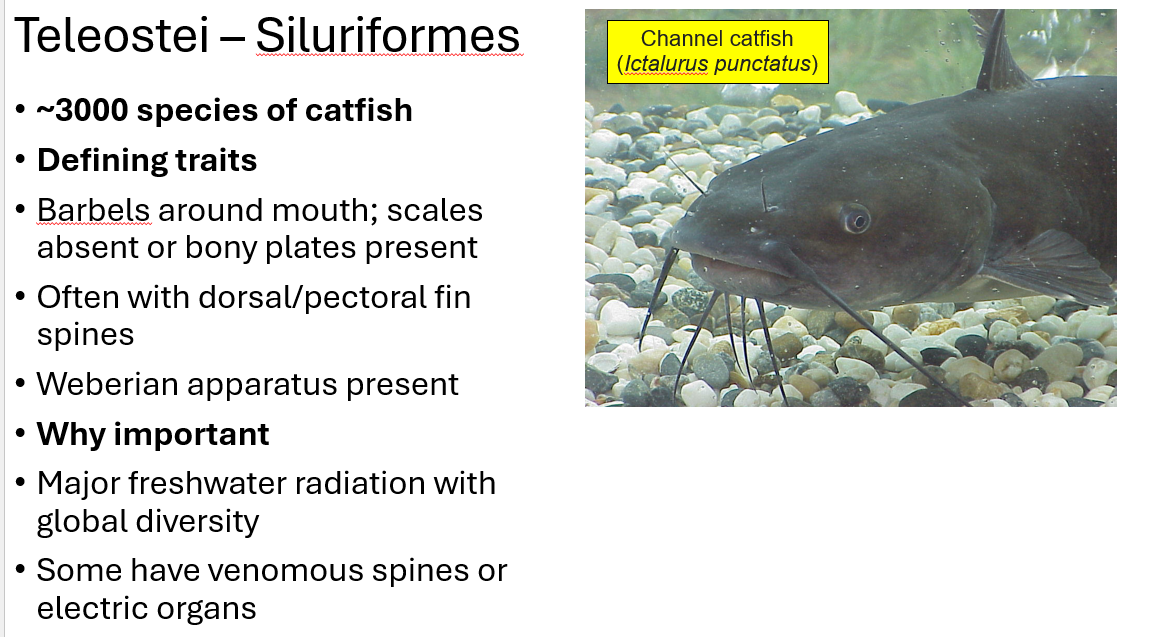 <p><span style="font-family: "Aptos Display";"><span>Siluriformes traits (BOWMS)</span></span></p>