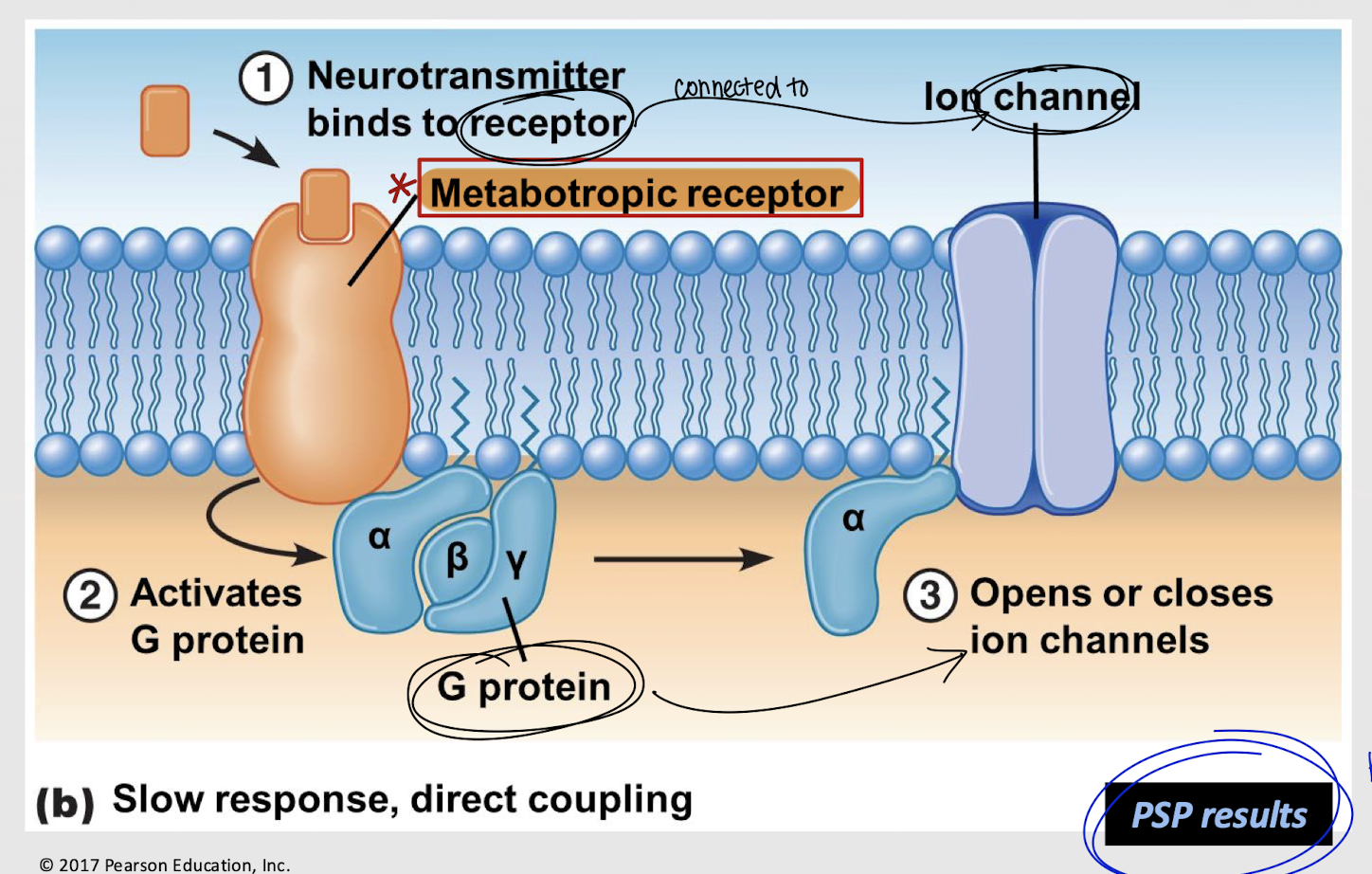 <p>metabotropic receptor</p>