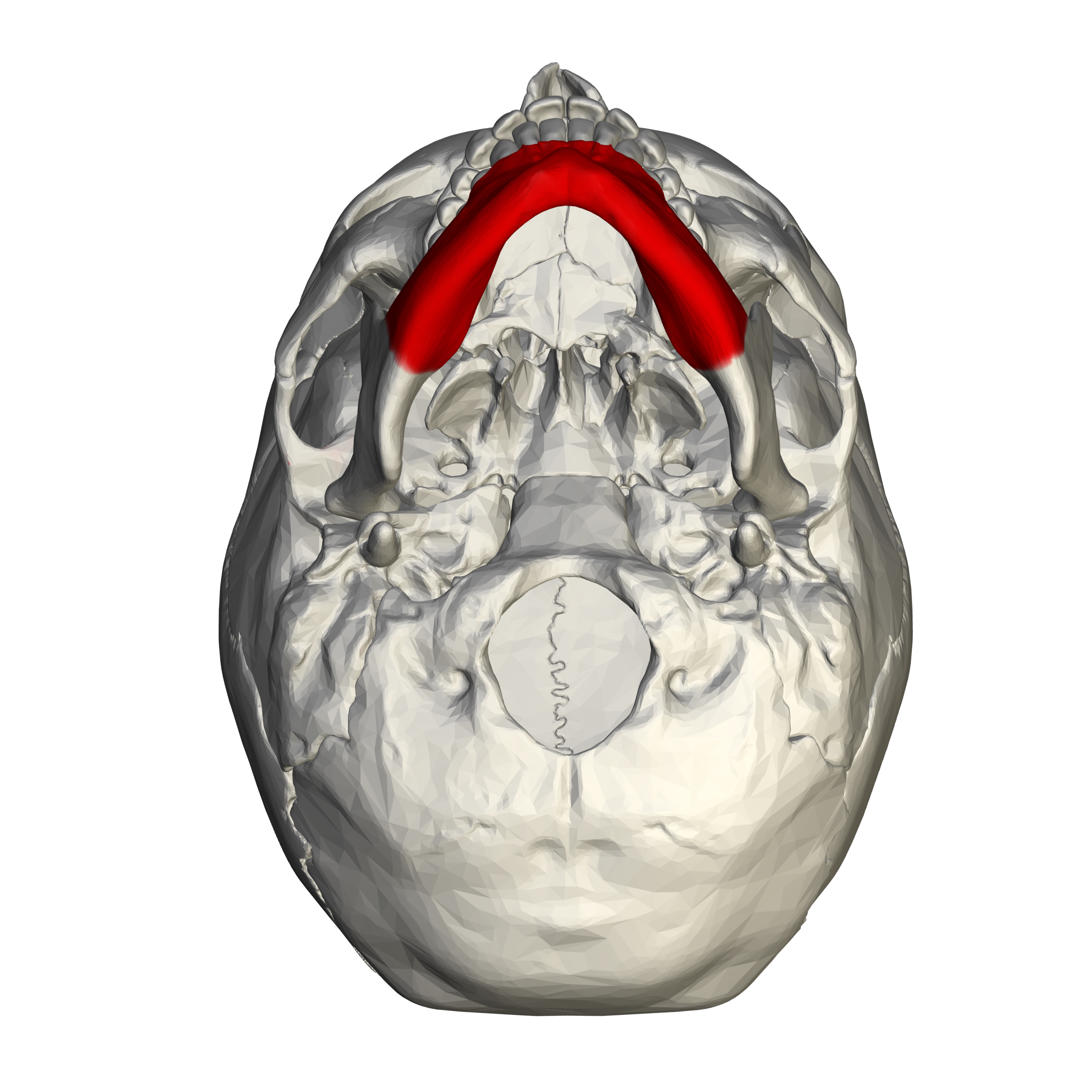 <p>mandible bone (inferior view)</p>