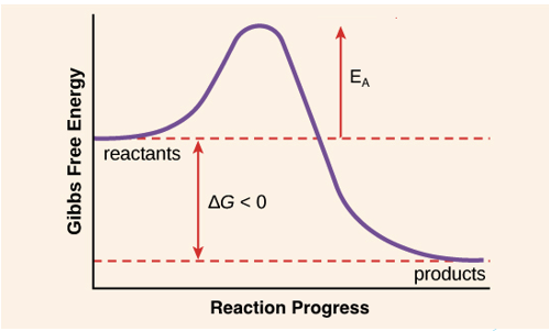 <p>the energy required for a reaction to take place</p><p>-to reach this in a time-effective manner, you need an enzyme</p>