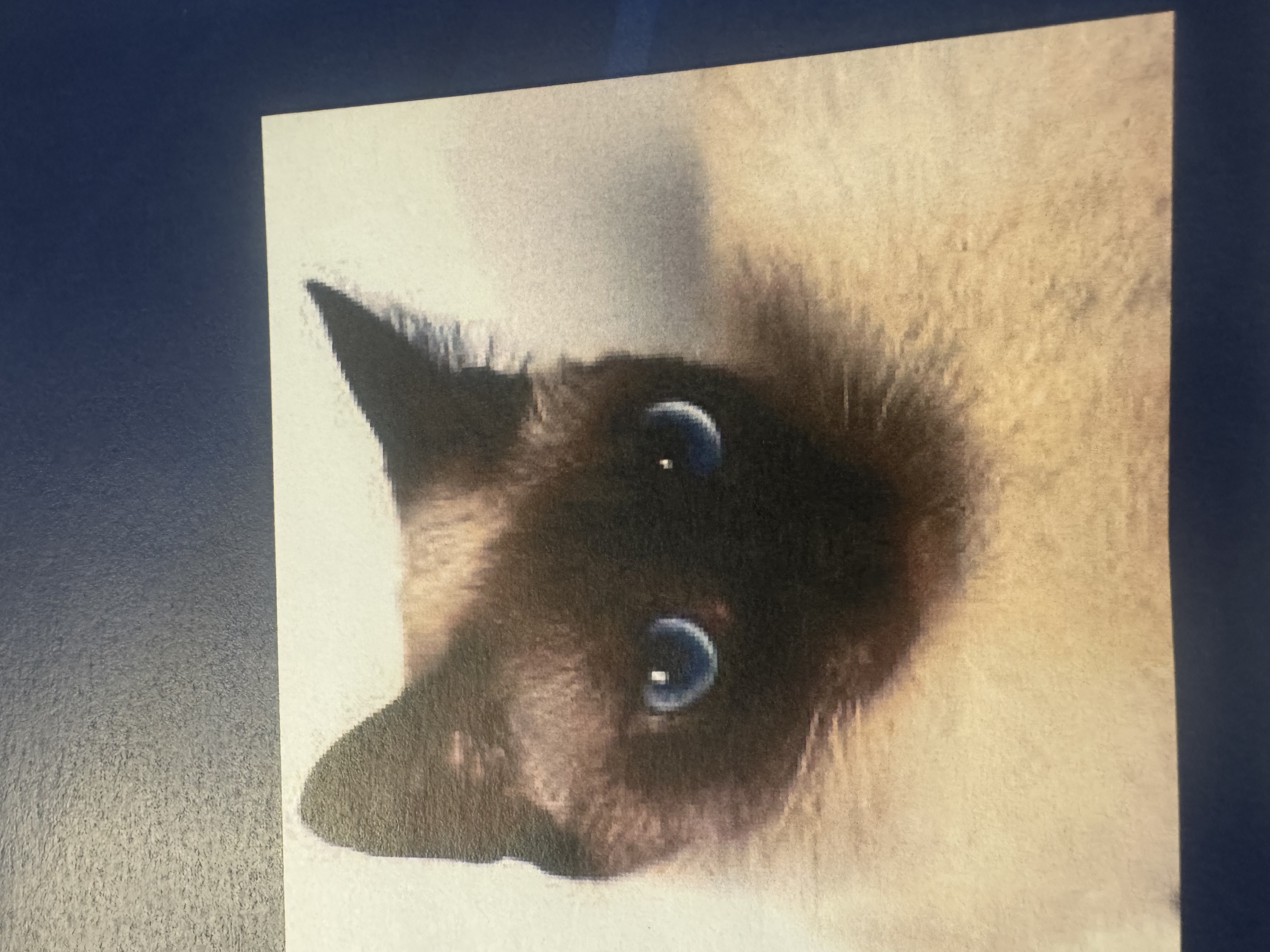 <p><span>In Siamese cats, both crossed eyes and dark-tipped hair extremities are caused by the same gene.</span></p>