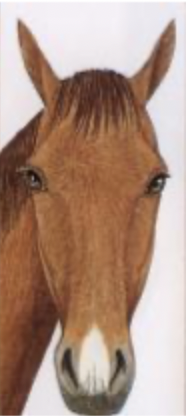<p>marking between the nostrils</p>
