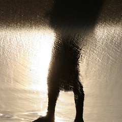 (adj.) allowing light to pass though
SYN: semi-transparent