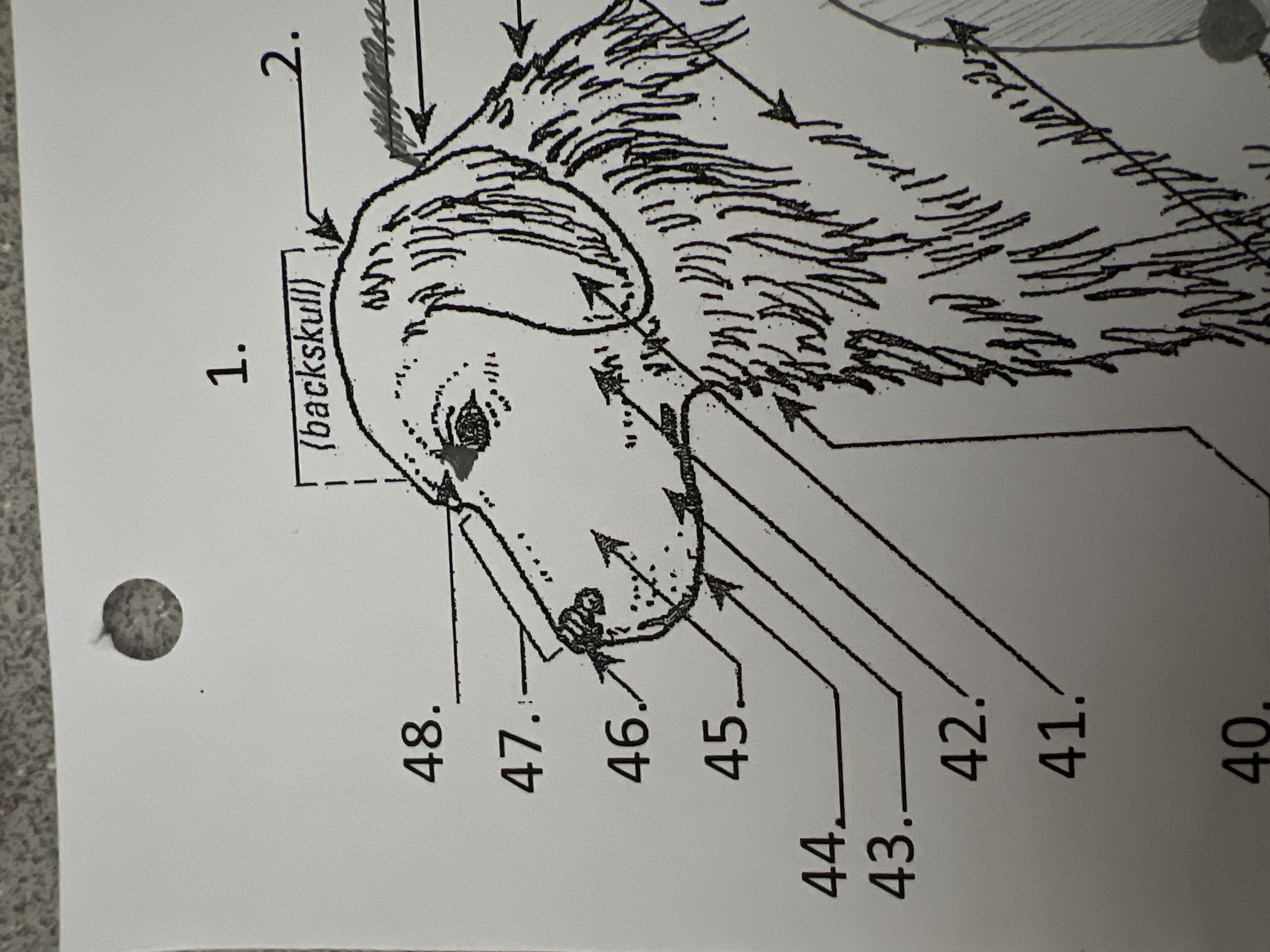 
43. \
