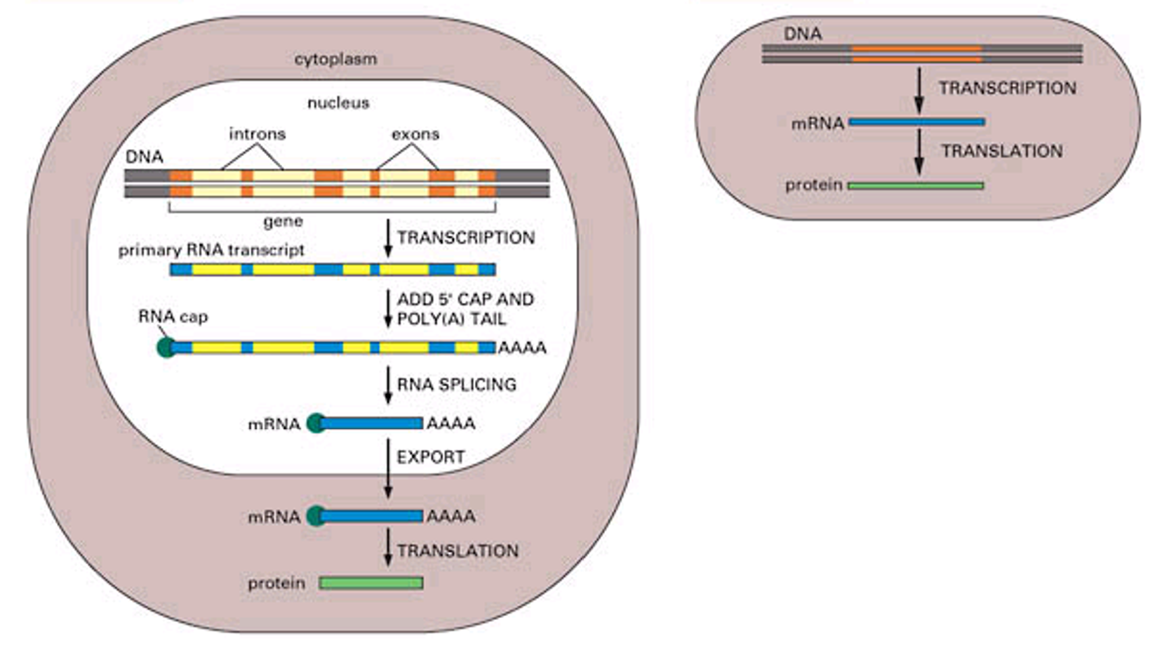 <ul><li><p>Prokaryotes: Protein coding region in DNA transcribes into mRNA, then translates into protein, no nucleus</p></li><li><p>Eukaryotes: Mostly in the nucleus, highly compartmentalised, very large, DNA from protein coding gene gets modified and spliced, transcribed into mRNA and translated into a protein</p></li></ul><p></p>