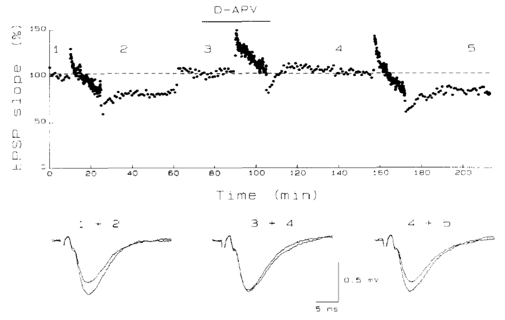 <ul><li><p>some forms of LTD are dependant on NMDA receptors</p></li><li><p>Proof = D-APV which is a NMDA receptors antagonist, shown to block LTD</p></li><li><p>Collingridge et.al.</p></li><li><p>After D-APV was applied, LTD did not occur</p></li></ul><p></p>